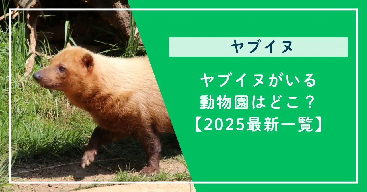 ヤブイヌがいる動物園はどこ？【2025最新一覧】